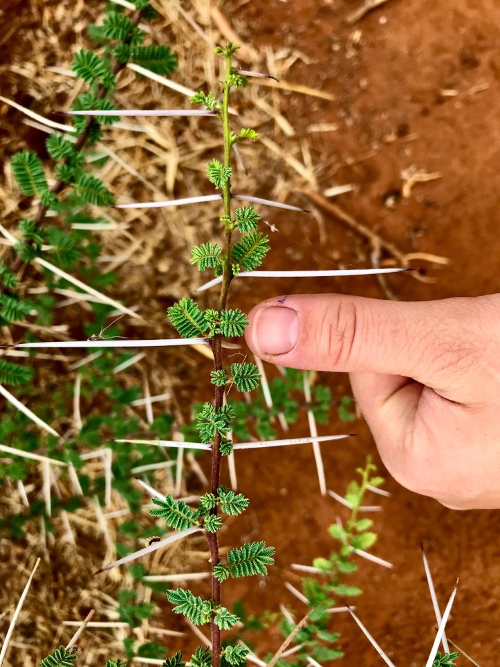 Kids on Safari: Tarangire National Park and Kichuguu Camp, Tanzania | www.carriereedtravels.com