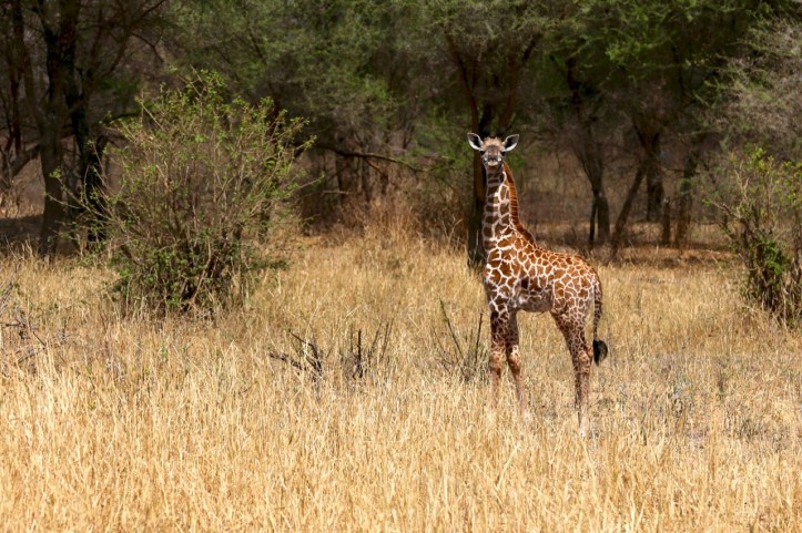 Blog_Tarangire Kichuggu - 3 (1)