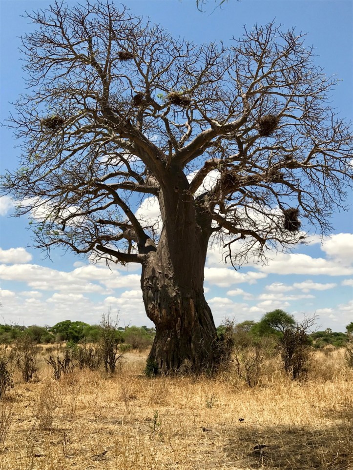 Blog_Tarangire Kichuggu - 5 (1)