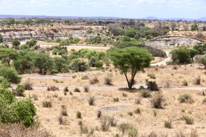 Kids on Safari: Tarangire National Park and Kichuguu Camp, Tanzania | www.carriereedtravels.com
