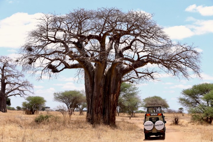 Blog_Tarangire Kichuggu - 9