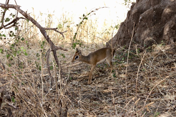 Kids on Safari: Tarangire National Park and Kichuguu Camp, Tanzania | www.carriereedtravels.com