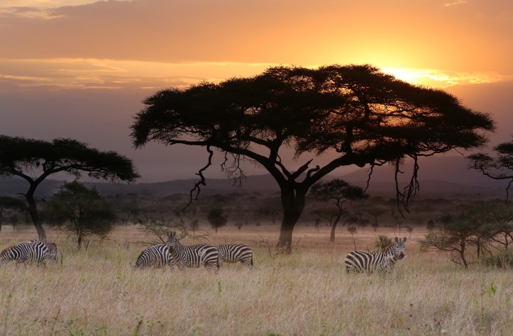 Kids on Safari: Siringit Serengeti Camp, Tanzania Review | www.carriereedtravels.com
