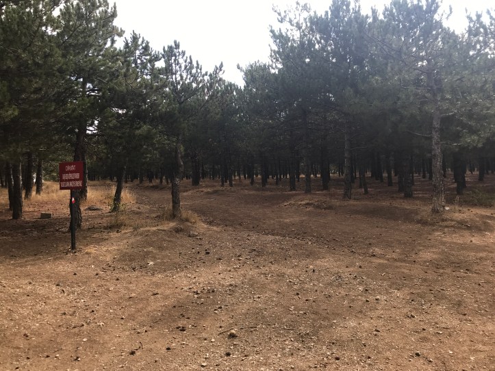ODTÜ Ormanı: Kid-Friendly Forest Near Park Oran, Ankara | www.carriereedtravels.com