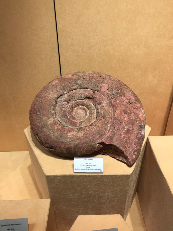 Blog Natural History Museum - 10