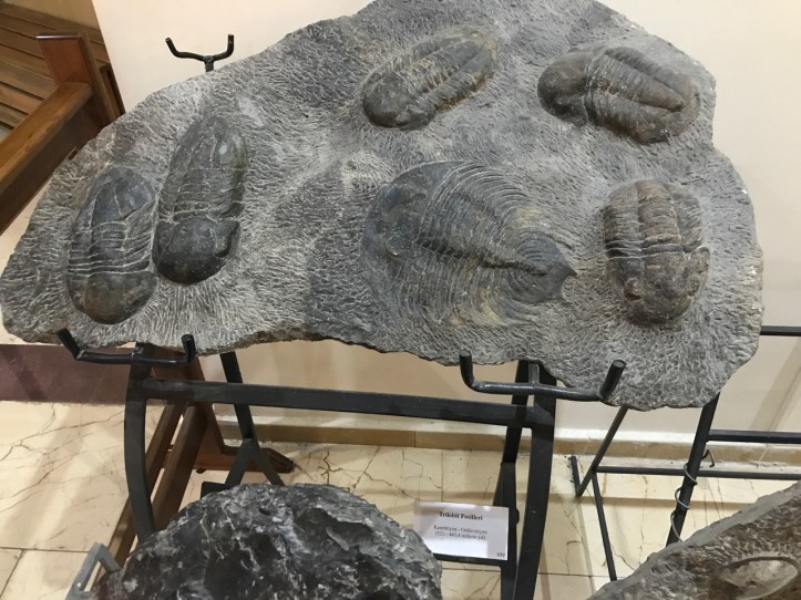 Blog Natural History Museum - 11