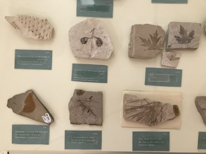 Blog Natural History Museum - 12