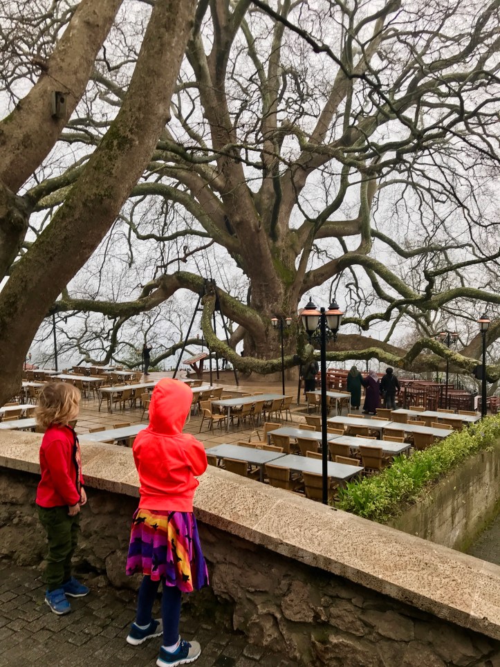 AD002353-2883-4270-AD48-14955D85C07A_1_201_a