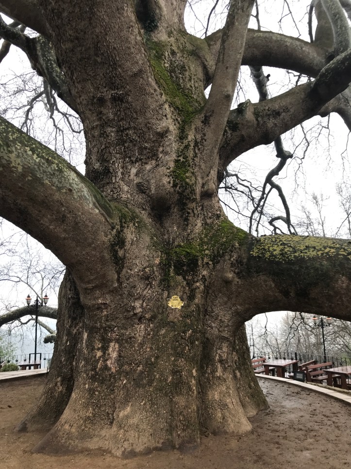 Ancient İnkaya Historical Tree near Bursa, Turkey | www.carriereedtravels.com